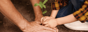 two sets of hands (one adult & one child) planting a small tree sapling