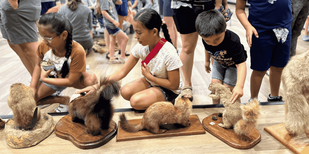 kids looking at and petting taxidermy animals