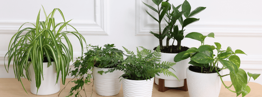 a variety of houseplants in white pots